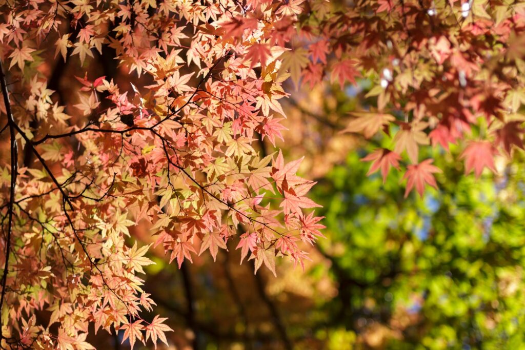 恵那峡の紅葉は息を呑む美しさ