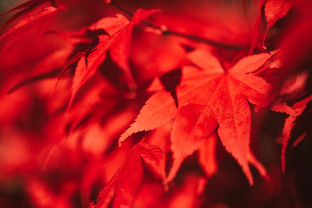 色鮮やかに染まる紅葉の絶景を楽しめる北アルプス大橋