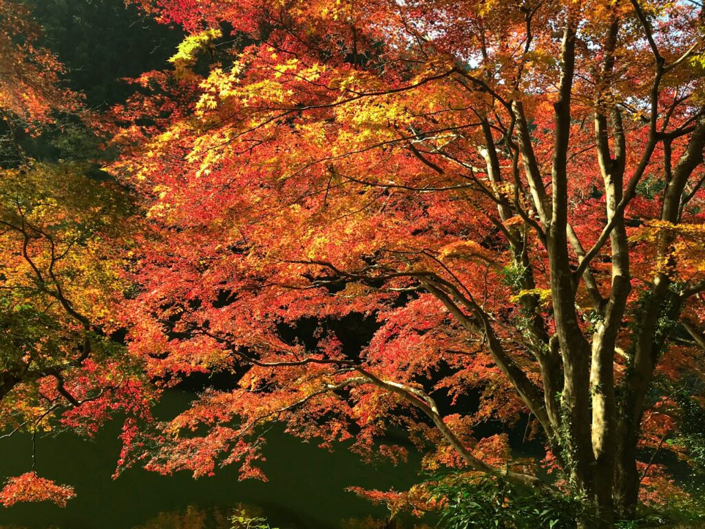 家族と楽しむ秋の埼玉県の観光