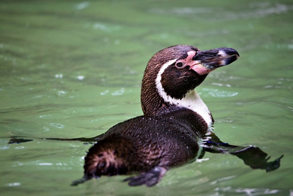 対策KW「泳ぐフンボルトペンギン」