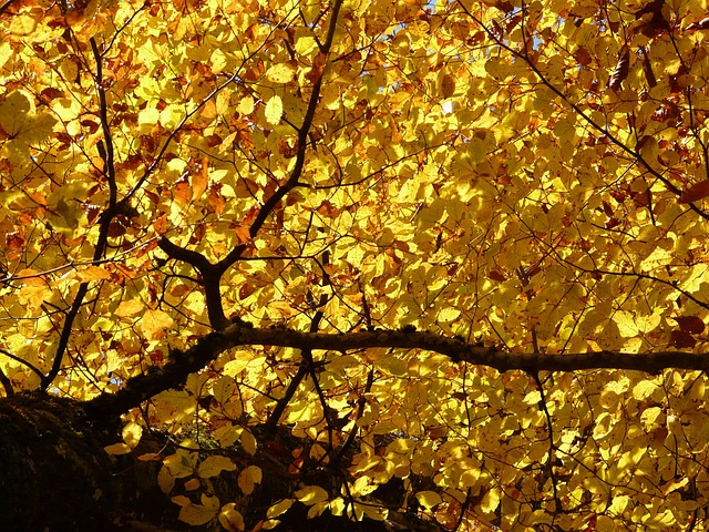 対策KW「秋のブナの木」