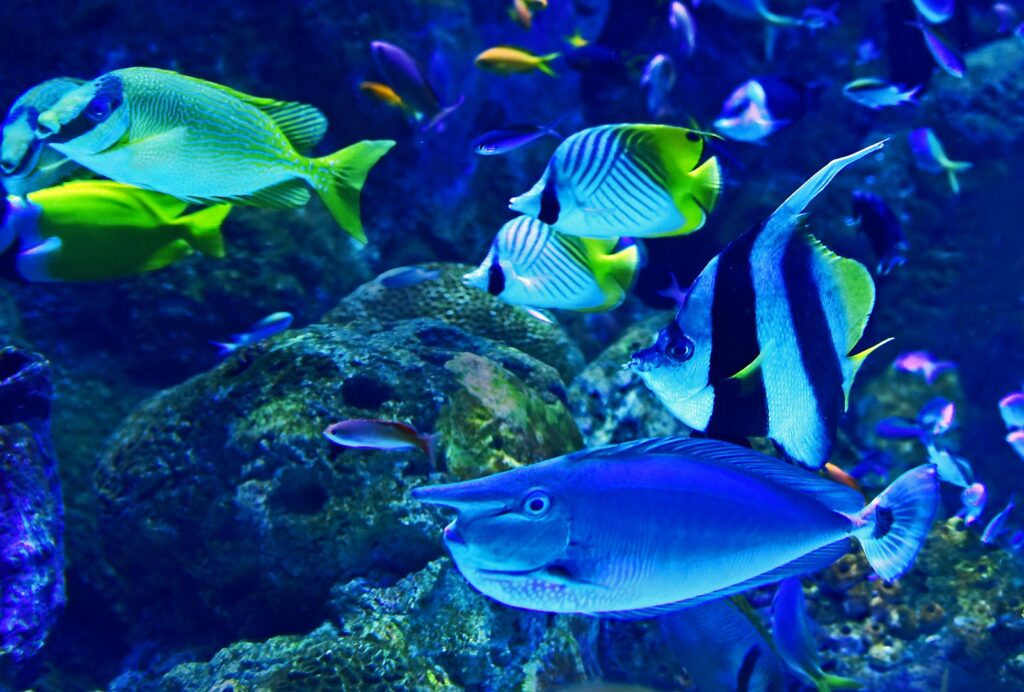 南九州の観光で行きたい鹿児島水族館
