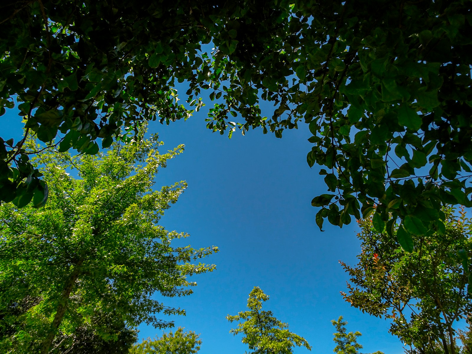 木々と青空