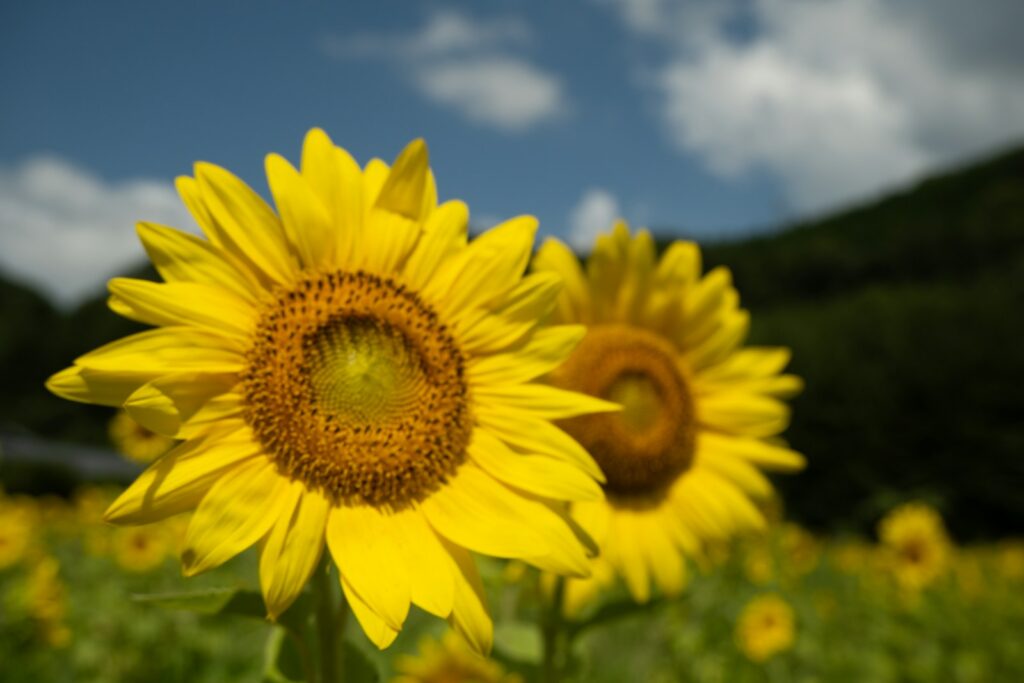 富良野フラワーランドかみふらのの花畑のひまわり