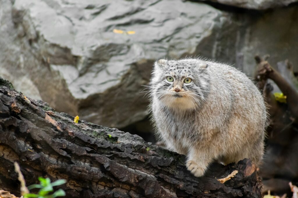 埼玉の観光で家族と行きたい埼玉県こども動物自然公園