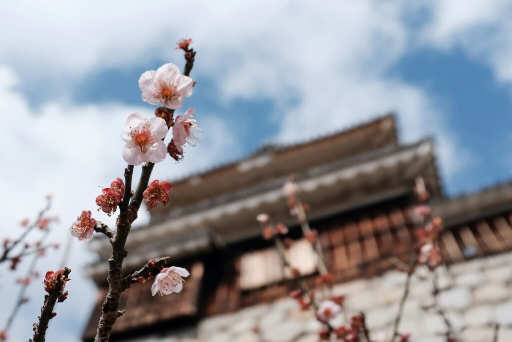 四国観光で行きたい松山城と梅の花