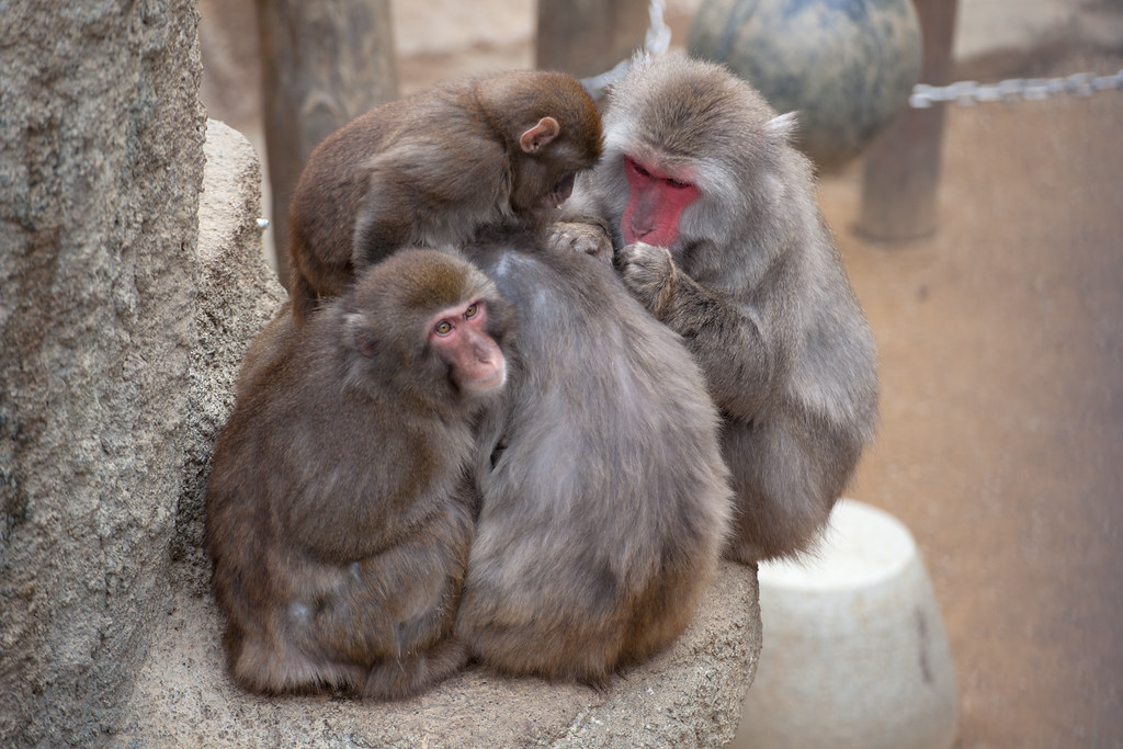 9月におすすめの静岡市立日本平動物園