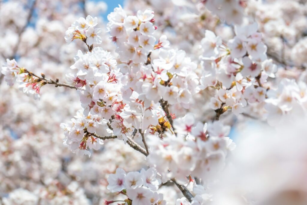1泊2日の福島観光でおすすめの三春滝桜
