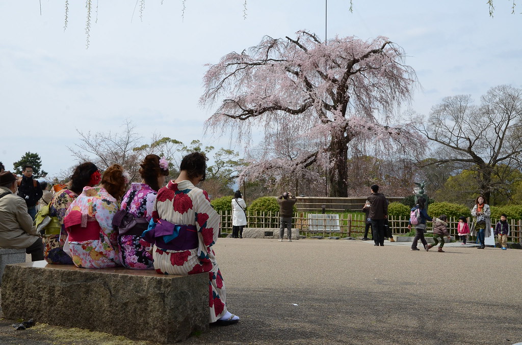 桜の名所として有名な円山公園