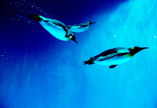 長崎ペンギン水族館はペンギンとの触れ合いがおもしろい