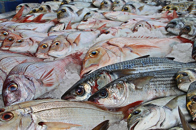 対策KW「魚市場の新鮮な魚たち」