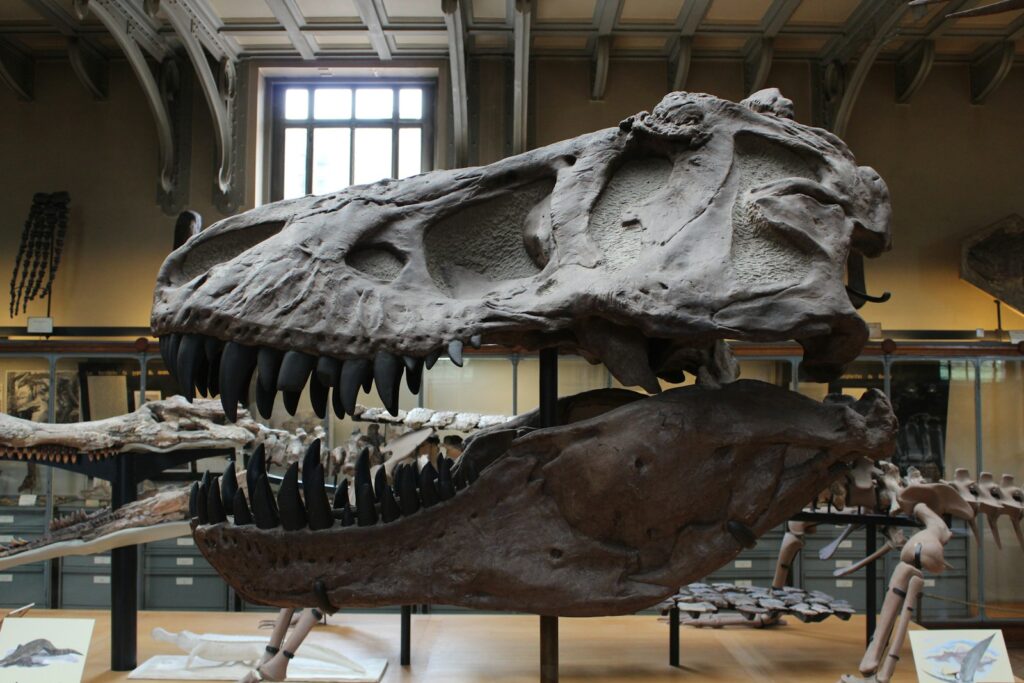 博物館の恐竜の骨
