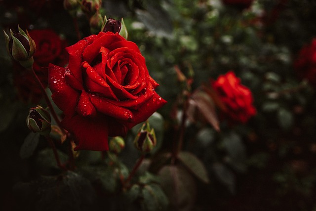 対策KW「赤いバラ」