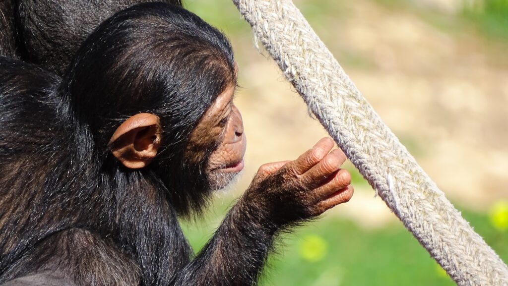 南九州の観光で見たいチンパンジーの森
