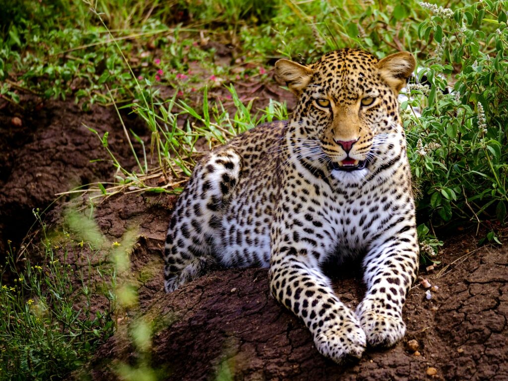 サンジャイ・ガンディー国立公園の豹