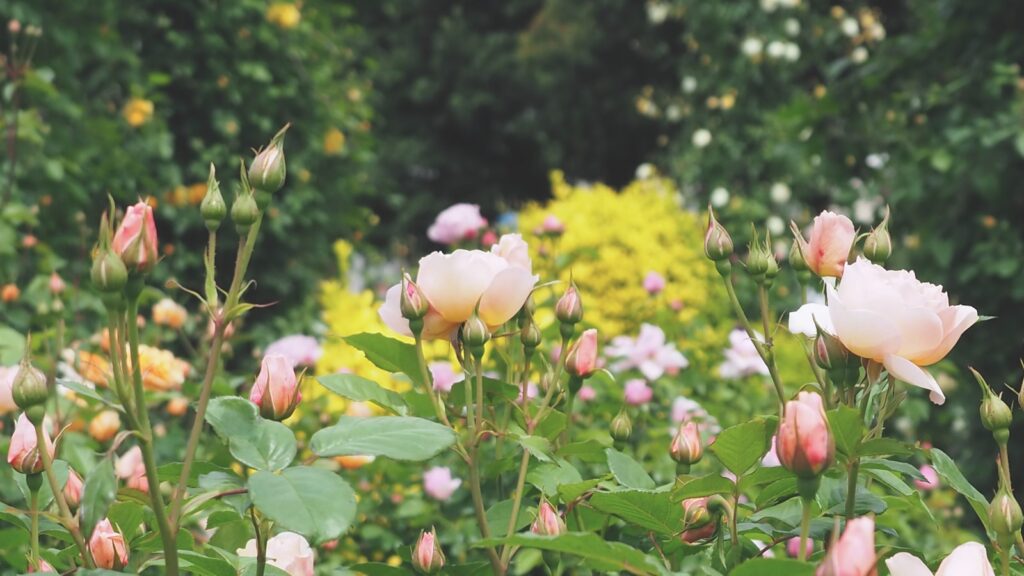 宮崎の英国式庭園のイメージ画像