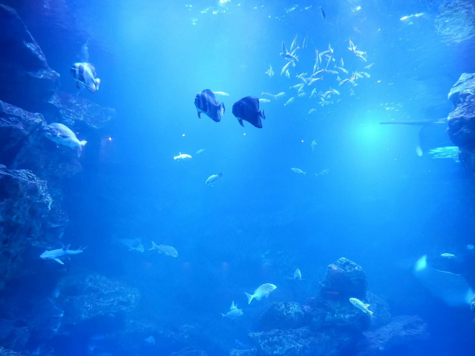 まるで水族館のような海底観光グラスボート