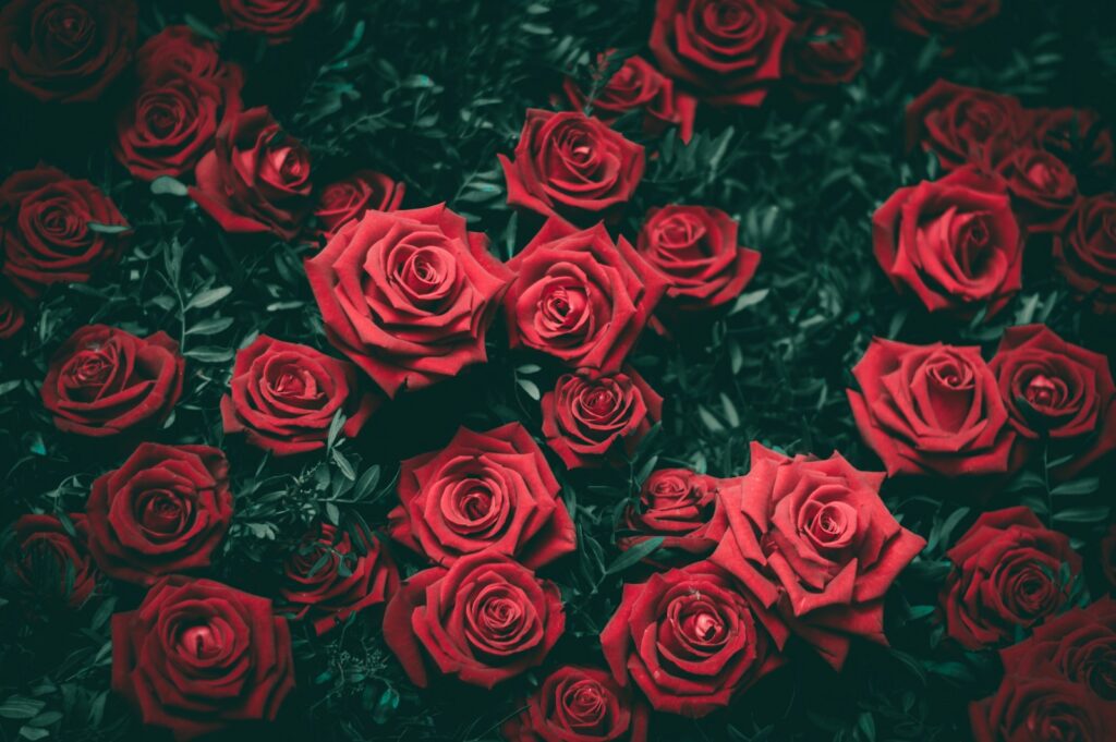 赤いバラが飾られている様子