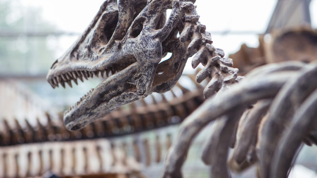 セジウィック博物館で見られる恐竜の化石