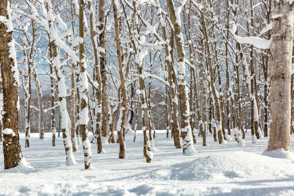 一面の雪と木の枝