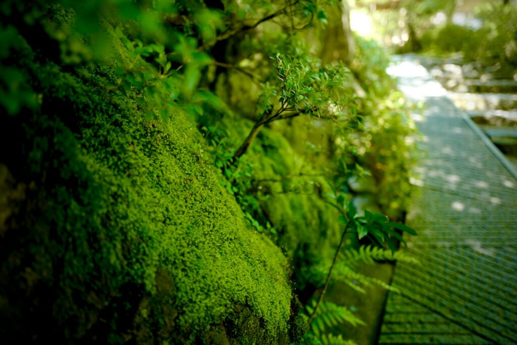 白龍園と緑の様子