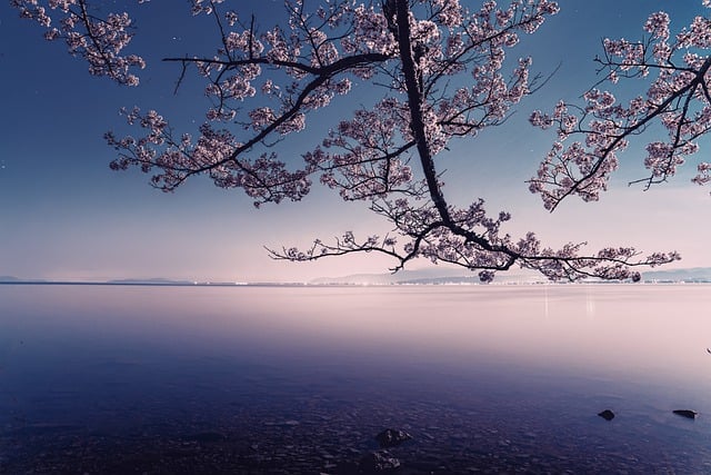 桜からのぞく湖