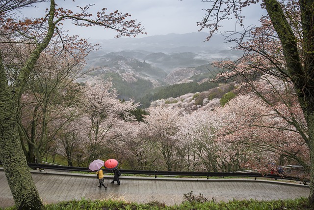 明日香村観光で訪れる吉野山で見る桜