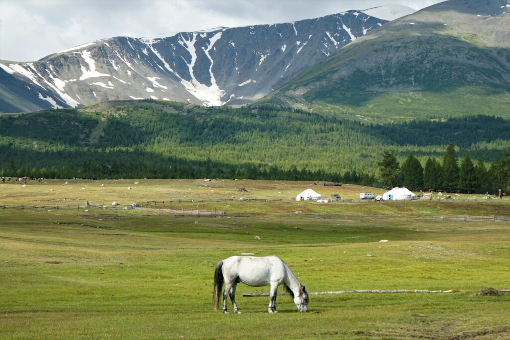 モンゴルの高原と馬