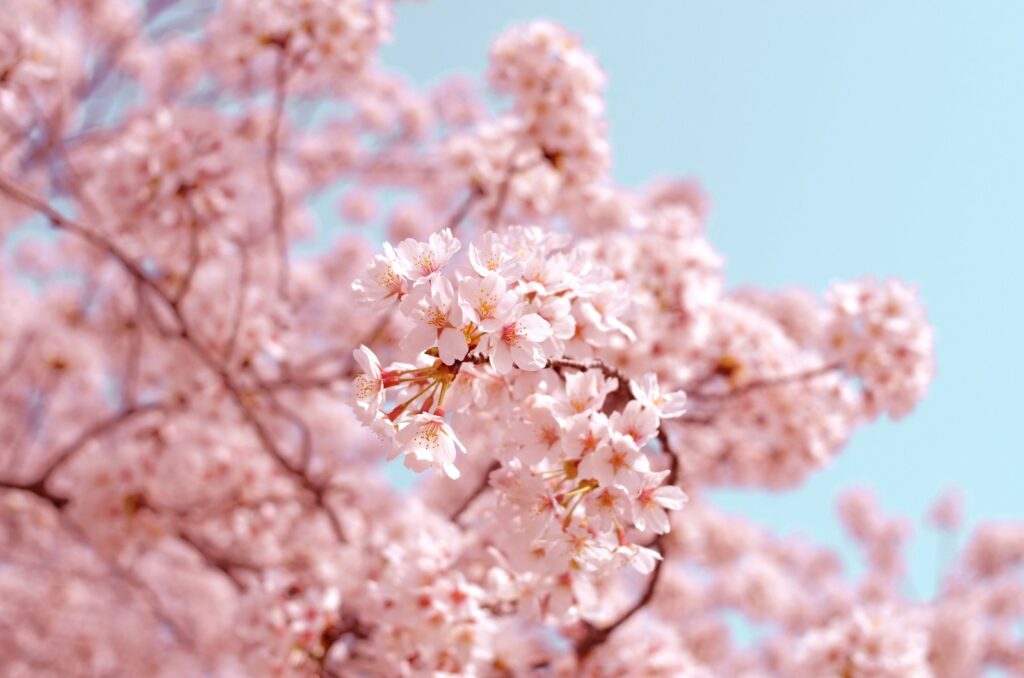 対策KW「晴れた日の満開の桜」