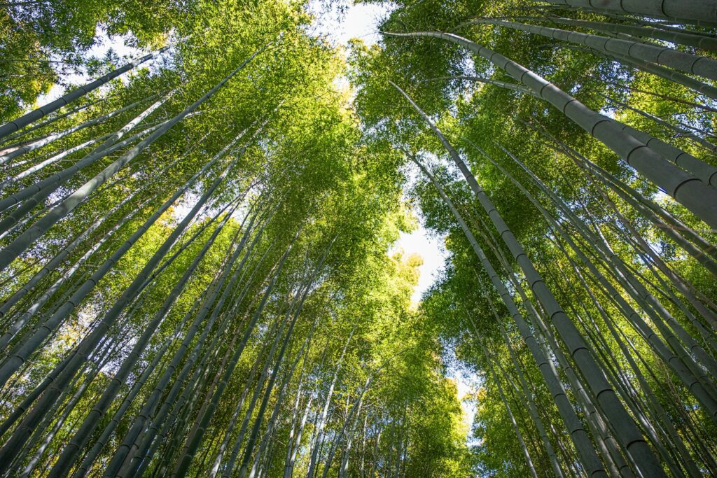 神奈川の竹林イメージ