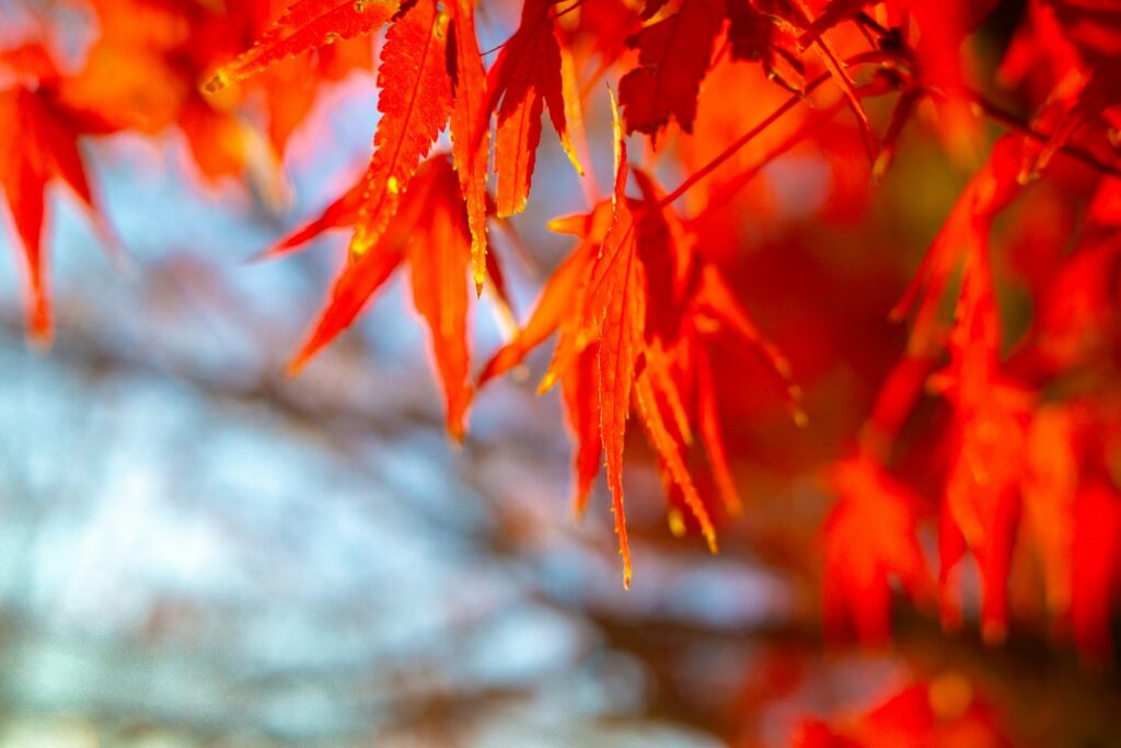 気仙沼大島の紅葉を見ながらハイキング