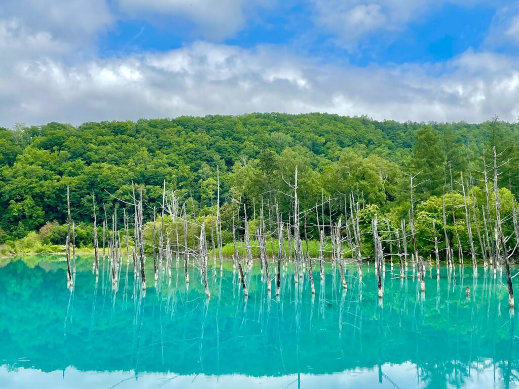 美瑛の観光地として有名な青い池