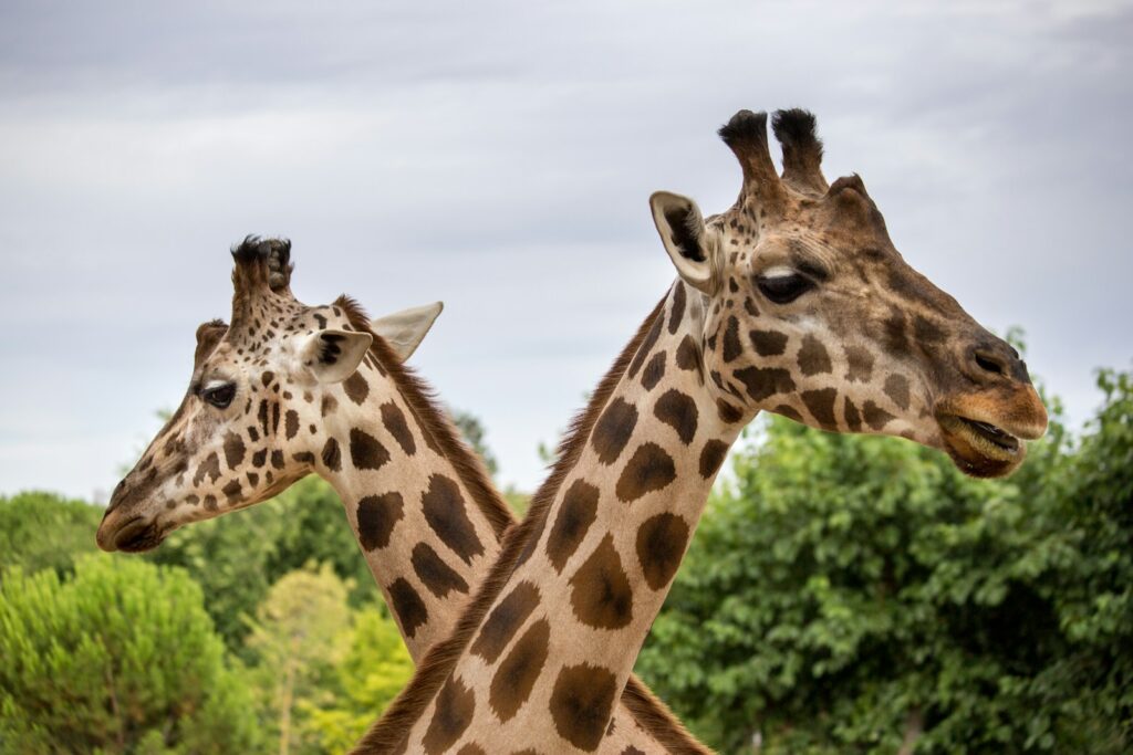 ケルンの動物園のイメージ