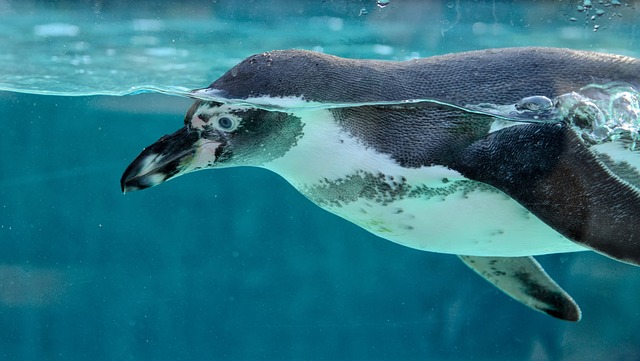 水中を覗くペンギン