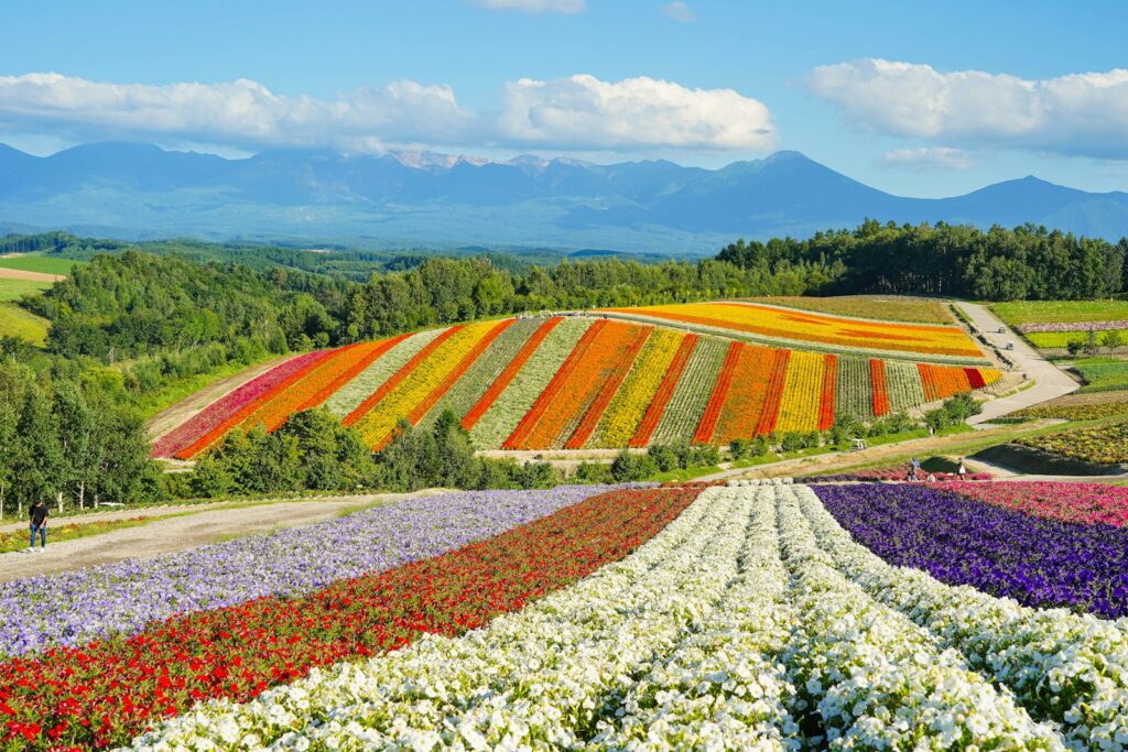 夏の富良野観光_四季彩の丘