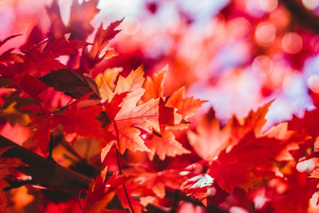 秋の真っ赤な紅葉