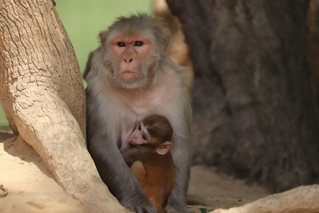 動物園観光で見た猿の親子
