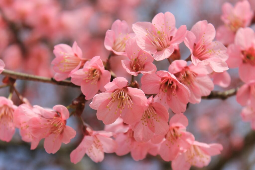 下呂の金錫山地蔵寺の春は、桜が境内を彩る