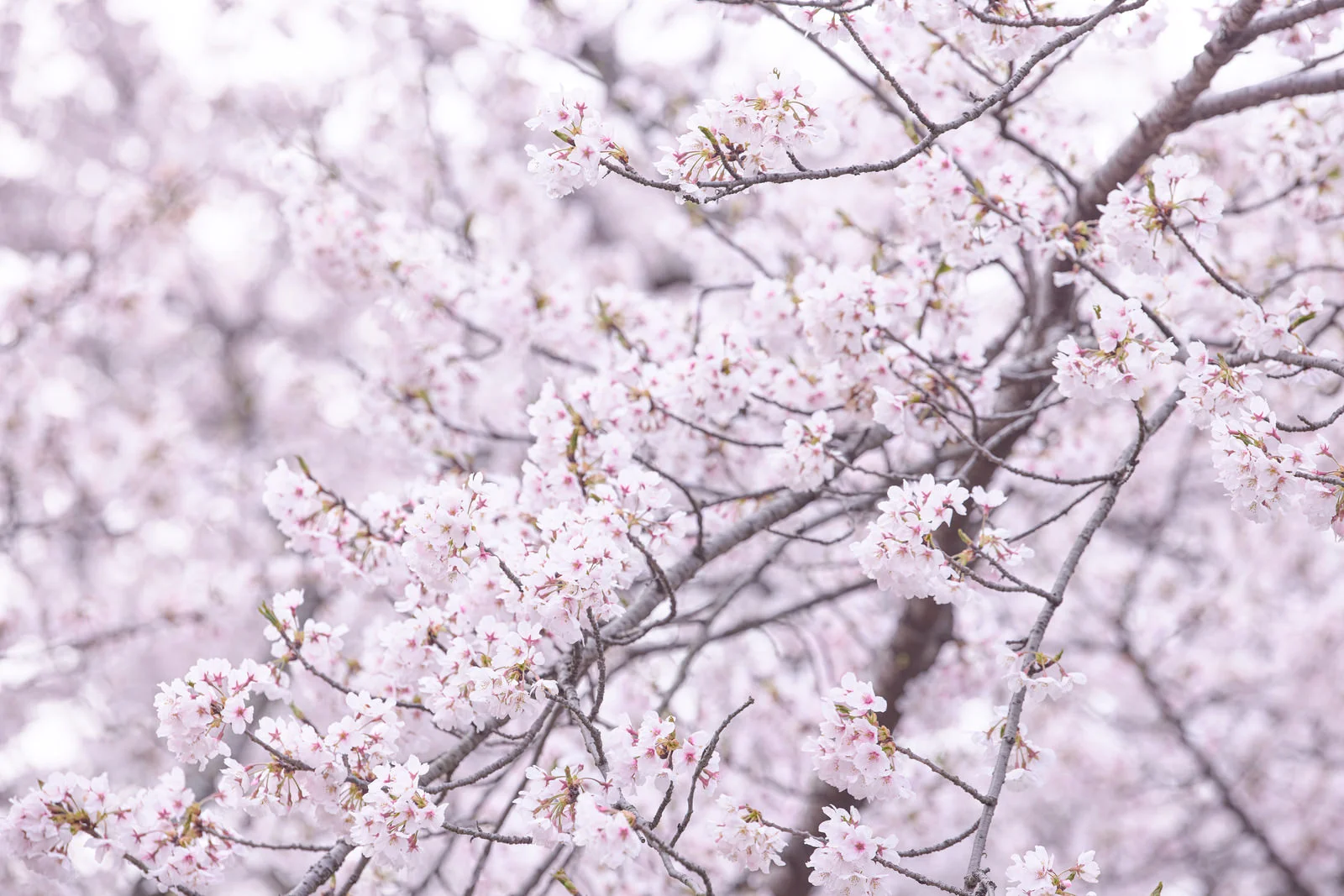 季節を感じられる美しい桜