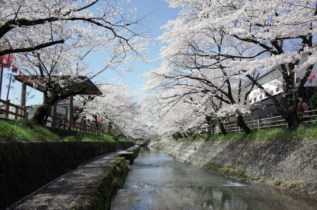 対策「関市の川沿いに咲く桜」
