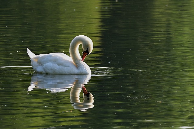 対策KW「湖と白鳥」