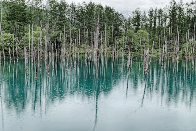 富良野の青い池
