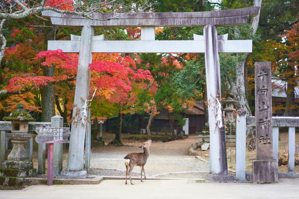 ９月に行きたい奈良観光