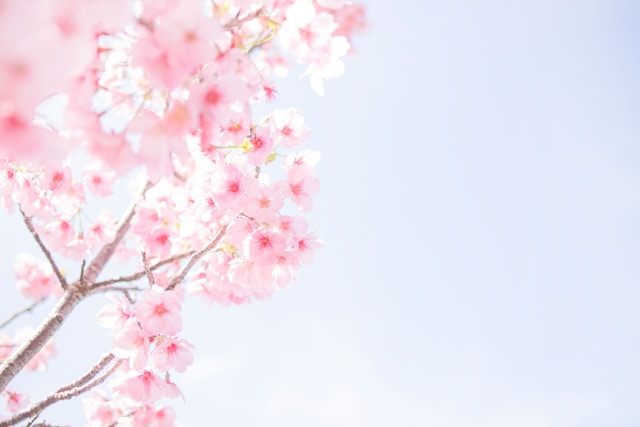 春を感じる桜
