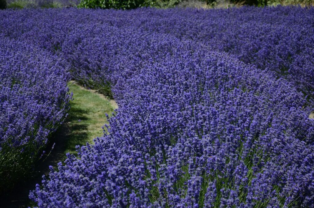 紫のラベンダー畑