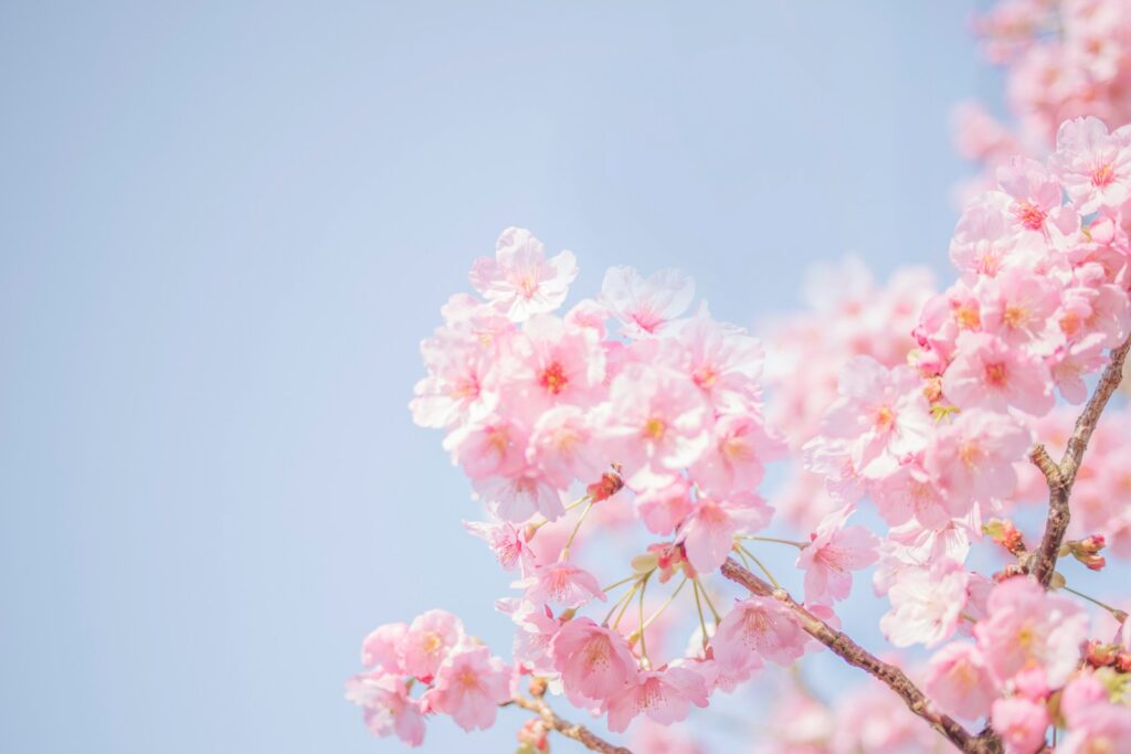 春の吉水神社は桜満開
