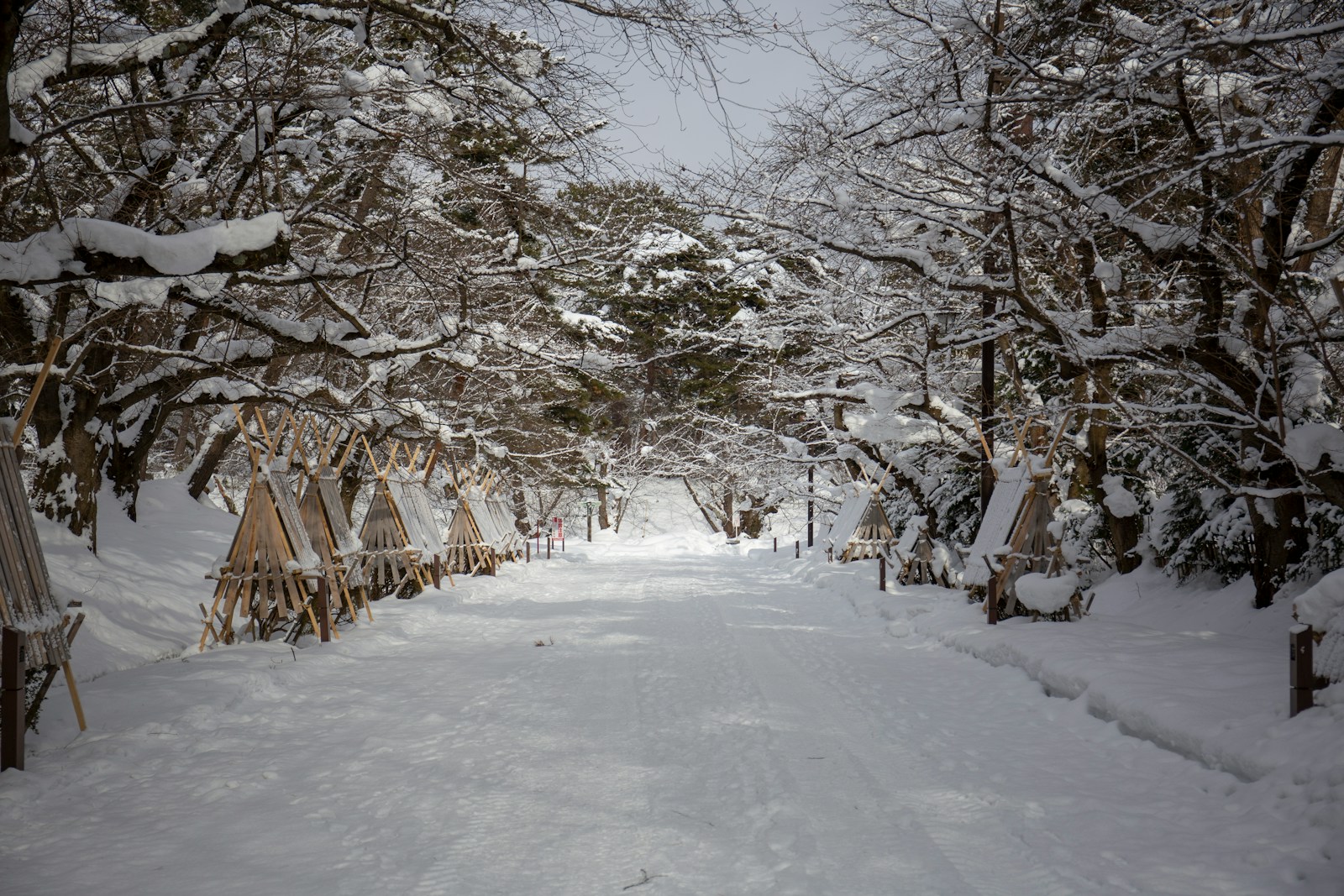 幻想的な青森県の雪景色