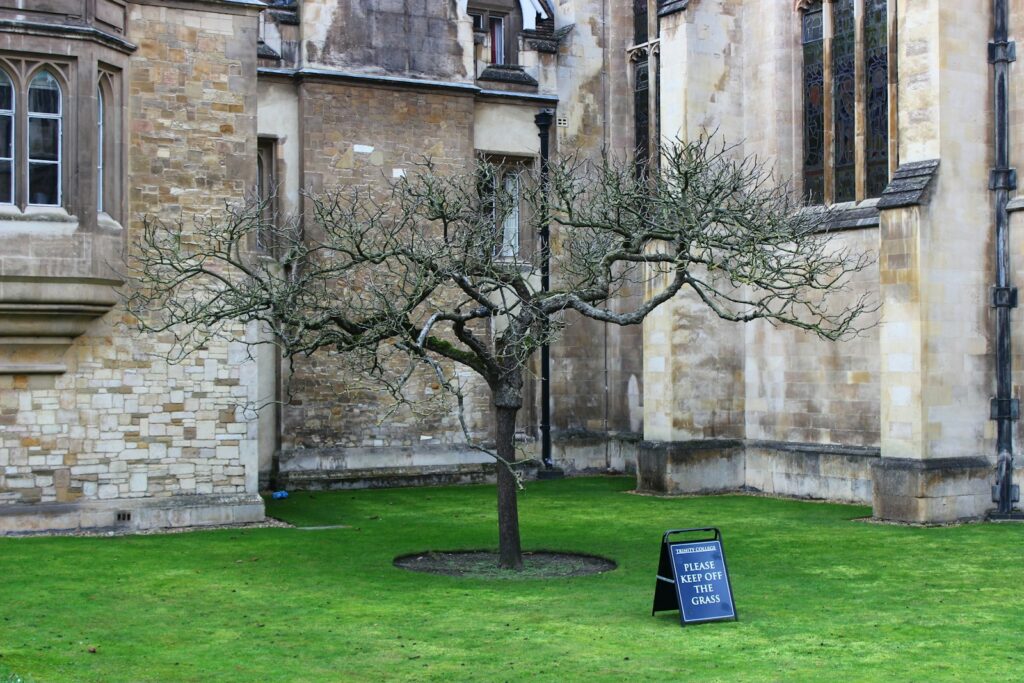 ケンブリッジ大学にあるリンゴの木