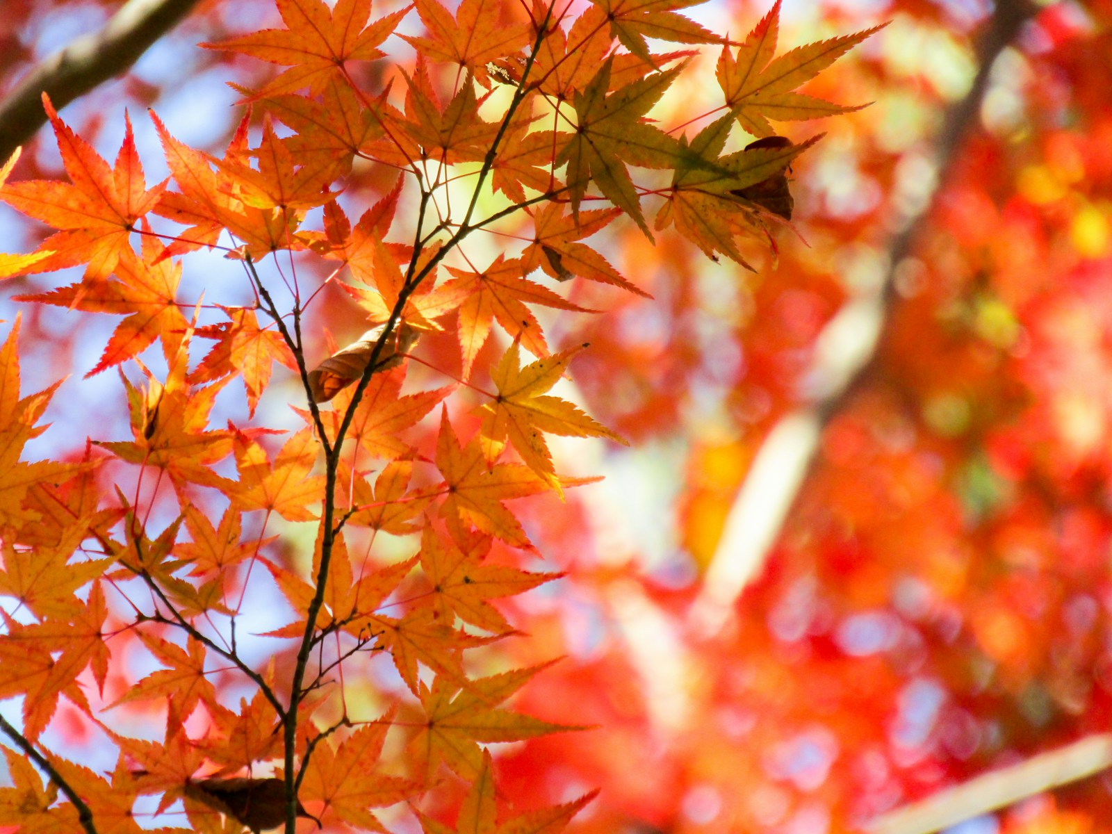秋の新潟観光で見たい紅葉の景色