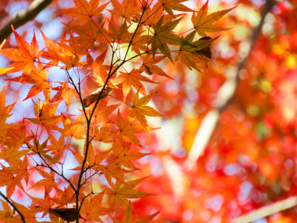 秋には美しい紅葉が見られ、季節ごとに異なる風景を楽しむことができます